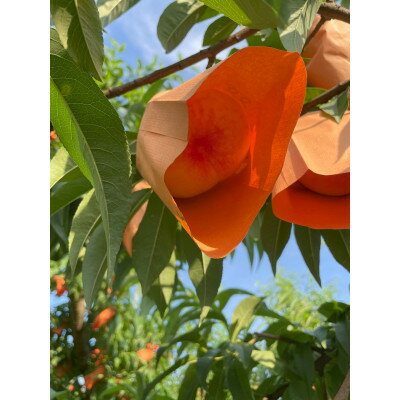 【ふるさと納税】【2026年先行予約】2026年7月中旬頃より発送予定・岡山の白桃・白鳳(1.5kg箱)【配送不可地域：離島】【1578640】 サムネイル3