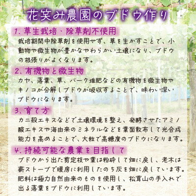 【ふるさと納税】【2026年先行予約】岡山　花笑み農園の『BKシードレス』2kg(3～5房)優品　B-2優_ ぶどう 葡萄 ブドウ BKシードレス 岡山県産 果物 くだもの フルーツ ギフト 岡山県 津山市 産地直送 【配送不可地域：離島・北海道・沖縄県】【1593502】 サムネイル3