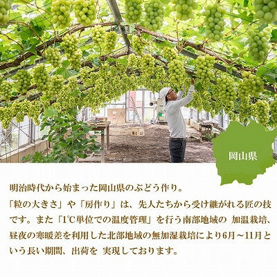 【ふるさと納税】【2025年8月より順次発送】岡山県産　シャインマスカット　晴王　800g×1房_ シャインマスカット ふるさと納税 ぶどう 葡萄 ブドウ マスカット 果物 くだもの フルーツ 産直 産地直送 岡山県 津山市 ギフト 送料無料 【配送不可地域：離島】【1603758】 サムネイル3
