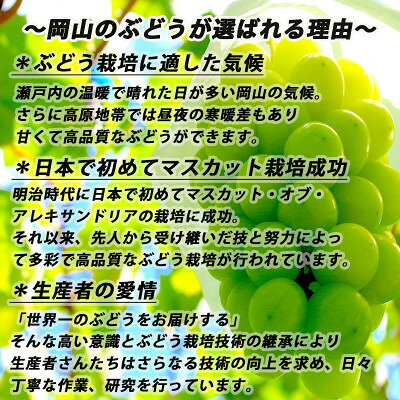 【ふるさと納税】【2026年8月下旬以降順次発送】岡山名産【晴王】シャインマスカット1房約650g秀品!【配送不可地域：離島】【1612175】 サムネイル3