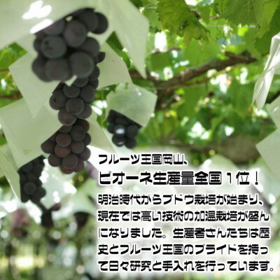 【ふるさと納税】【2026年発送】糖度抜群ぶどう【秀品】岡山産!種なしピオーネ2kg以上(3～4房)　ギフトにも【配送不可地域：離島】【1612201】 サムネイル2