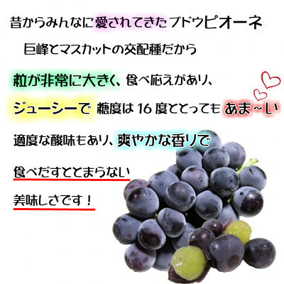 【ふるさと納税】【2026年発送】糖度抜群ぶどう【秀品】岡山産!種なしピオーネ2kg以上(3～4房)　ギフトにも【配送不可地域：離島】【1612201】 サムネイル3