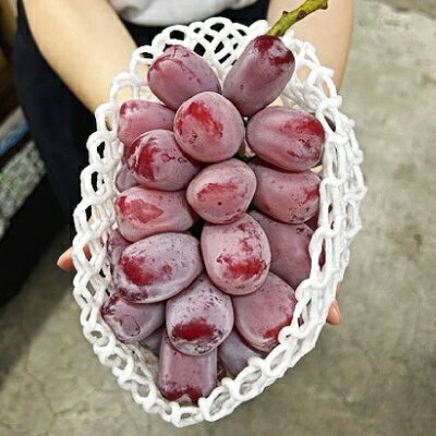 【ふるさと納税】【先行予約】岡山県産　ブラックシャインマスカット 1房(600g以上)　化粧箱入り【配送不可地域：離島・北海道・沖縄県】【1631141】 サムネイル3