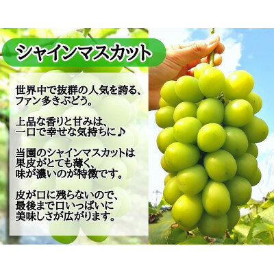 【ふるさと納税】【2026年先行予約】お試し(訳あり)フルーツ王国岡山シャインマスカット　朝採れぶどう(500g～)_ ぶどう 葡萄 シャインマスカット 果物 くだもの フルーツ 人気 おすすめ 送料無料 岡山 【配送不可地域：離島】【G1633322】 サムネイル2
