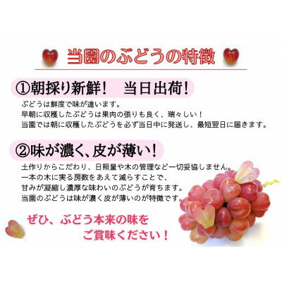 【ふるさと納税】【2026年先行予約】お試し(訳あり)フルーツ王国岡山シャインマスカット　朝採れぶどう(500g～)_ ぶどう 葡萄 シャインマスカット 果物 くだもの フルーツ 人気 おすすめ 送料無料 岡山 【配送不可地域：離島】【G1633322】 サムネイル3