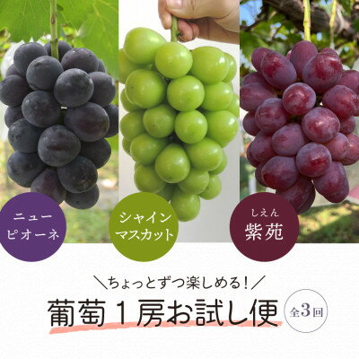 【発送月固定定期便】2026年先行予約　1房お試しピオーネ・シャインマスカット・紫苑(岡山産)全3回_ シャインマスカット ピオーネ 紫苑 定期便 ぶどう 葡萄 ブドウ 果物 くだもの フルーツ 岡山県 津山市 産直 送料無料 【配送不可地域：離島】【4061983】