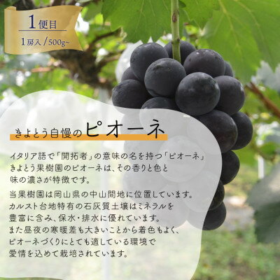 【ふるさと納税】【発送月固定定期便】2026年先行予約　1房お試しピオーネ・シャインマスカット・紫苑(岡山産)全3回_ シャインマスカット ピオーネ 紫苑 定期便 ぶどう 葡萄 ブドウ 果物 くだもの フルーツ 岡山県 津山市 産直 送料無料 【配送不可地域：離島】【4061983】 サムネイル2