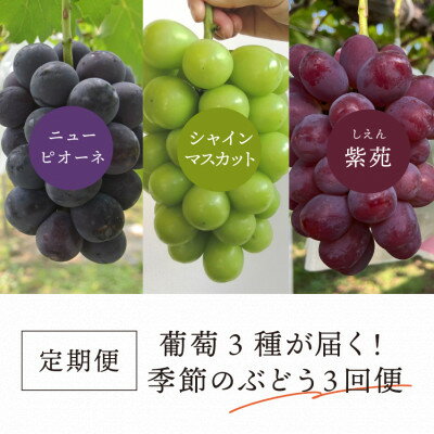 【発送月固定定期便】2026年先行予約 量も質も満足の葡萄3種が届く!ぶどう3回便!(岡山産)全3回【配送不可地域：離島】【4061985】
