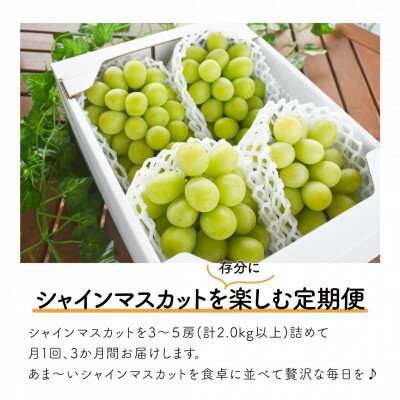 【ふるさと納税】【発送月固定定期便】【2026年先行予約】シャインマスカットを楽しむ満足便/全便計6.0kg～全3回_ シャインマスカット ふるさと納税 ぶどう 葡萄 ブドウ マスカット 果物 フルーツ くだもの 定期便 岡山県 津山市 産直 【配送不可地域：離島】【4065364】 サムネイル2