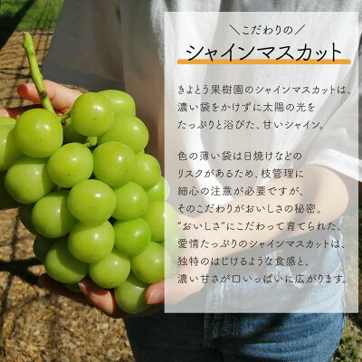 【ふるさと納税】【発送月固定定期便】【2026年先行予約】シャインマスカットを楽しむ満足便/全便計6.0kg～全3回_ シャインマスカット ふるさと納税 ぶどう 葡萄 ブドウ マスカット 果物 フルーツ くだもの 定期便 岡山県 津山市 産直 【配送不可地域：離島】【4065364】 サムネイル3