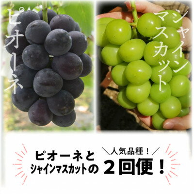 【発送月固定定期便】【2026年先行予約】ピオーネとシャインマスカットの大2房が届く(岡山産)全2回【配送不可地域：離島】【4067477】