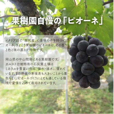 【ふるさと納税】【発送月固定定期便】【2026年先行予約】ピオーネとシャインマスカットの大2房が届く(岡山産)全2回【配送不可地域：離島】【4067477】 サムネイル3