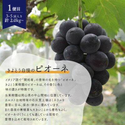 【ふるさと納税】【発送月固定定期便】【2026年先行予約】ピオーネとシャインマスカットの2回便!(岡山県産)全2回【配送不可地域：離島】【4067502】 サムネイル2