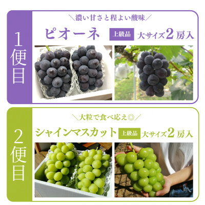 【ふるさと納税】【発送月固定定期便】【2026年先行予約】ピオーネとシャインマスカット大2房の定期便(岡山産)全2回【配送不可地域：離島】【4067688】 サムネイル2