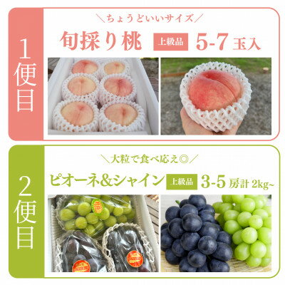 【ふるさと納税】【発送月固定定期便】【2026年先行予約】桃とピオーネ&シャインマスカット贅沢2回便(岡山産)全2回【配送不可地域：離島・北海道・沖縄県】【4067689】 サムネイル2