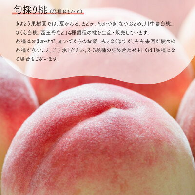 【ふるさと納税】【発送月固定定期便】【2026年先行予約】桃とピオーネ&シャインマスカット贅沢2回便(岡山産)全2回【配送不可地域：離島・北海道・沖縄県】【4067689】 サムネイル3