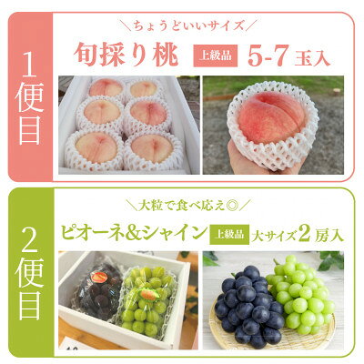 【ふるさと納税】【発送月固定定期便】【2026年先行予約】量より質!桃とピオーネ&シャインの定期便(岡山県産)全2回【配送不可地域：離島・北海道・沖縄県】【4067690】 サムネイル2