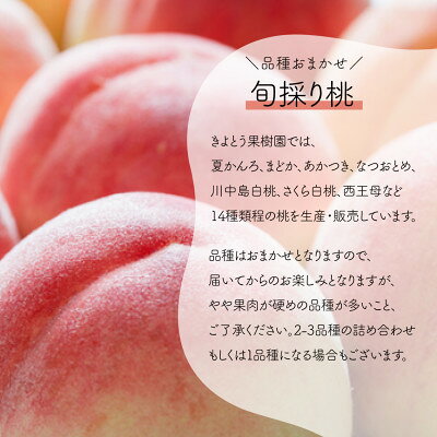 【ふるさと納税】【発送月固定定期便】【2026年先行予約】量より質!桃とピオーネ&シャインの定期便(岡山県産)全2回【配送不可地域：離島・北海道・沖縄県】【4067690】 サムネイル3