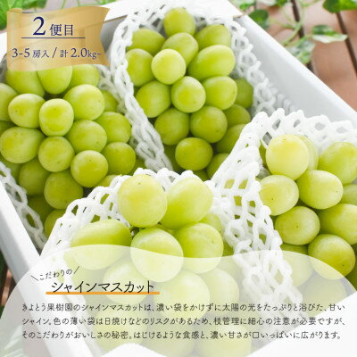 【ふるさと納税】【発送月固定定期便】【2026年先行予約】藤稔とシャインマスカット各2kg入の定期便(岡山産)全2回【配送不可地域：離島】【4068046】 サムネイル3