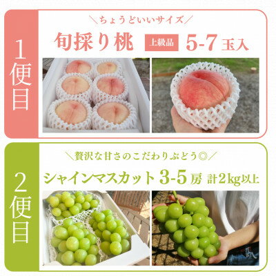 【ふるさと納税】【発送月固定定期便】【2026年先行予約】人気果物2種類が届く 桃とシャインの満足便(岡山産)全2回【配送不可地域：離島】【4071128】 サムネイル2