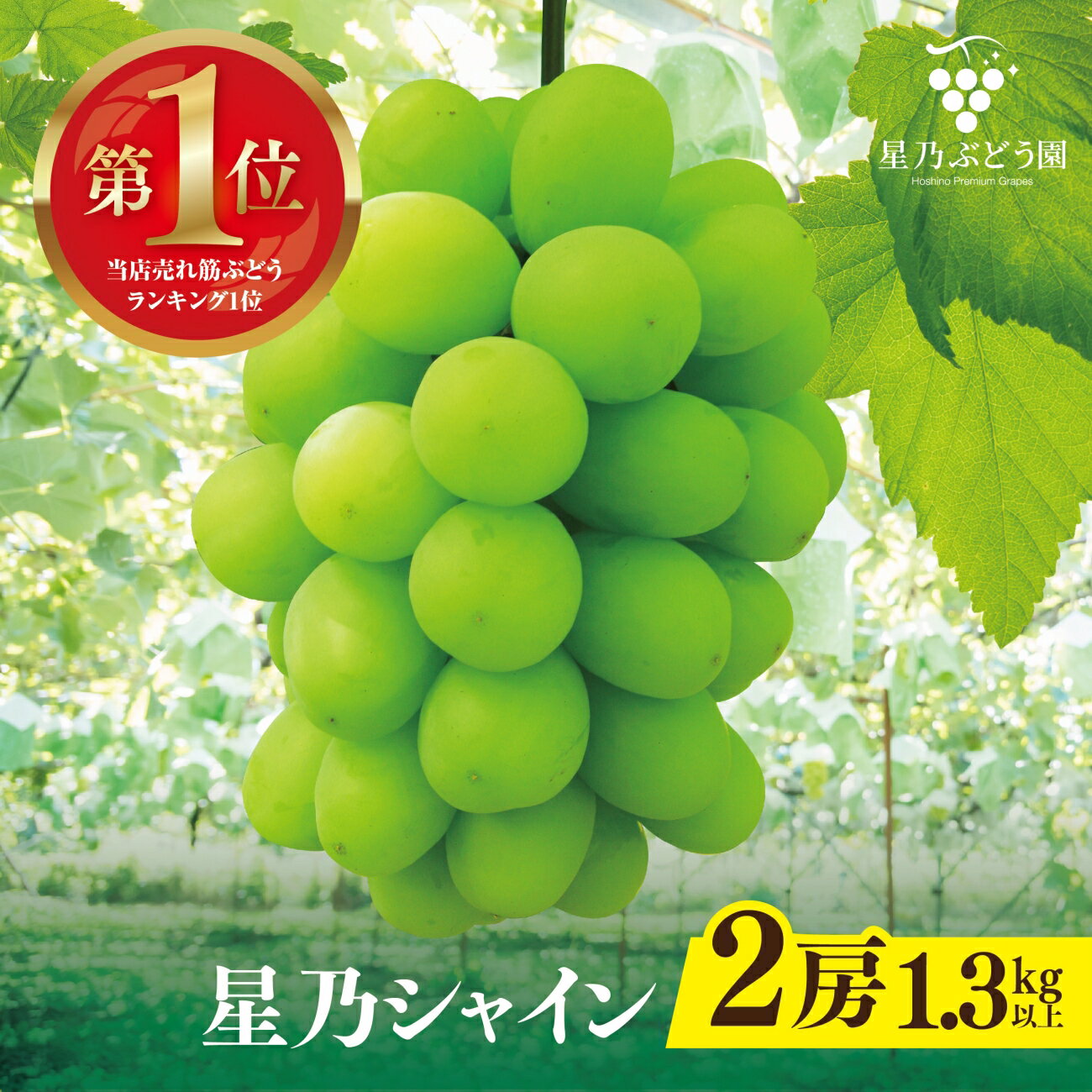 【先行予約】星乃シャインマスカット 数量限定 (岡山県産) 2房(1.3kg以上)【配送不可地域：離島・北海道・沖縄県】【1418970】