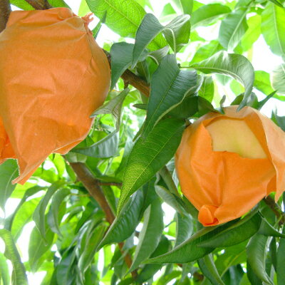 【ふるさと納税】◆先行予約◆　岡山県産　岡山白桃5～7玉(2)　2026年発送_ 桃 もも モモ 岡山白桃 白桃 果汁たっぷり 高級フルーツ 夏 秋 果物 くだもの フルーツ ギフト プレゼント 岡山県 津山市 産地直送 送料無料 【配送不可地域：離島・北海道・沖縄県】【1349775】 サムネイル3