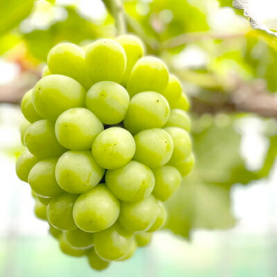 【ふるさと納税】◆先行予約◆　秋のシャインマスカット「晴王」1房　2026年発送_ シャインマスカット ぶどう 葡萄 ブドウ 晴王 はれおう 種なし 高糖度 大粒 1房 果物 フルーツ 贈答 ギフト 人気 岡山県 津山市 送料無料 【配送不可地域：離島・北海道・沖縄県】【1349780】 サムネイル2