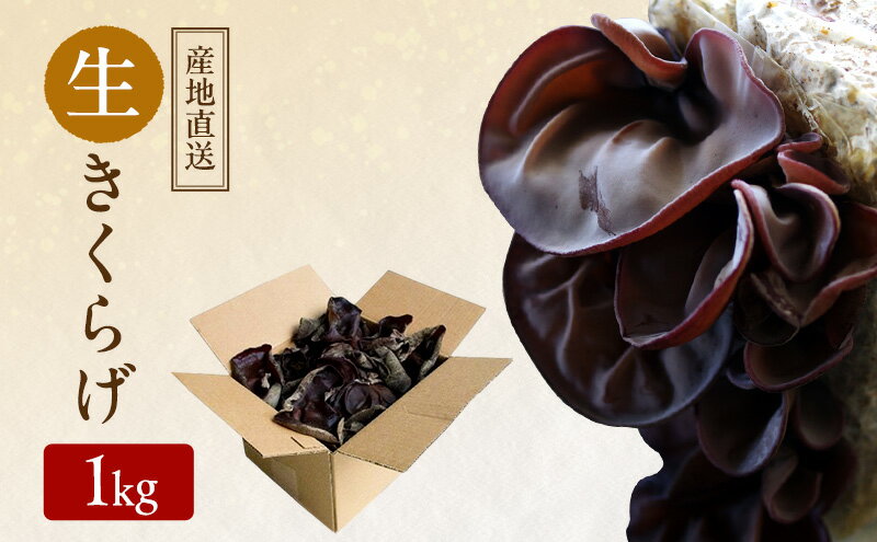 【ふるさと納税】【 産地直送 】 有機JAS 生きくらげ 1kg オーガニック きくらげ 野菜 きのこ 岡山県 玉野市 栽培期間中化学肥料不使用 栽培期間中農薬不使用 野菜セット - 画像2