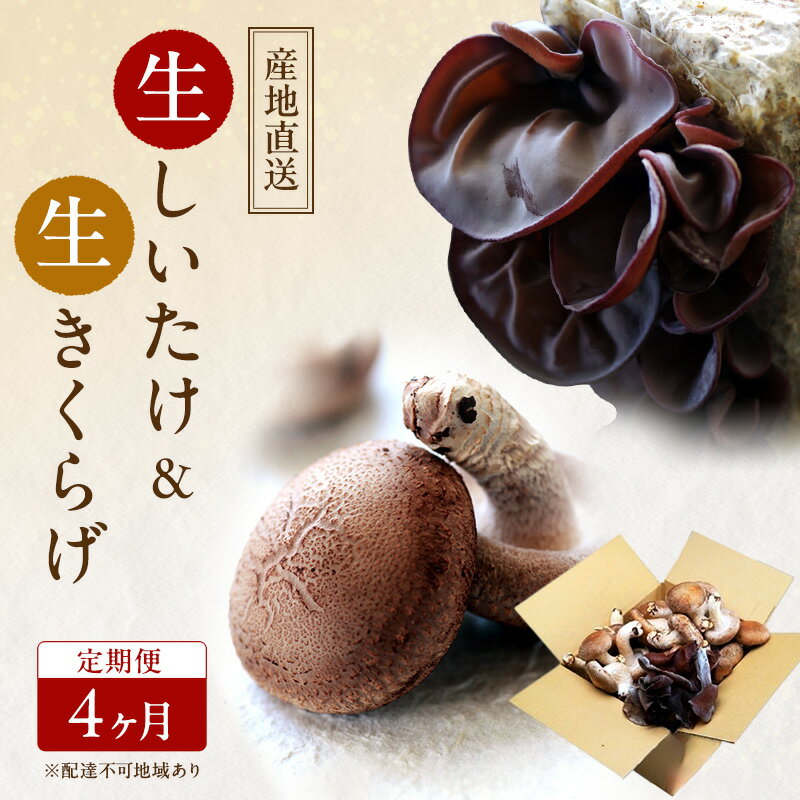 【 産地直送 】 有機JAS 生椎茸 800g ＆ 生きくらげ 200g 定期便 4ヶ月 オーガニック しいたけ 椎茸 きくらげ きのこ 野菜 岡山県 玉野市 栽培期間中化学肥料不使用 栽培期間中農薬不使用 野菜セット