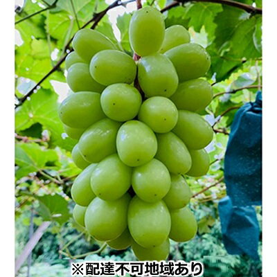 ぶどう 2026年 先行予約 シャイン マスカット 2房 合計1.4kg以上 ブドウ 葡萄 岡山県産 国産 フルーツ 果物 ギフト 河本農園 果物類 シャインマスカット 　お届け：2026年9月上旬～2026年9月30日まで