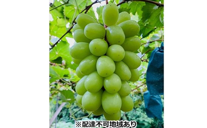 【ふるさと納税】ぶどう 2026年 先行予約 シャイン マスカット 2房 合計1.4kg以上 ブドウ 葡萄 岡山県産 国産 フルーツ 果物 ギフト 河本農園 果物類 シャインマスカット 　お届け：2026年9月上旬～2026年9月30日まで サムネイル3