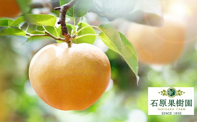 【ふるさと納税】梨 2025年 先行予約 あたご梨 4～9玉 合計約4.5kg 贈答箱【11月下旬～12月中旬頃発送】 ナシ なし 岡山県産 国産 フルーツ 果物 ギフト 石原果樹園 愛宕梨 日本一大きな梨 　お届け：2025年11月15日～2025年12月20日 サムネイル2