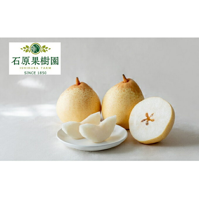 梨 2025年 先行予約 鴨梨（ヤーリー）5～10玉 合計約3kg 贈答箱 【11月下旬～12月中旬頃発送】ナシ なし 岡山県産 国産 フルーツ 果物 ギフト 石原果樹園 ヤリー 　お届け：2025年11月15日～2025年12月20日