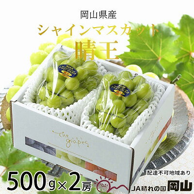 ぶどう 2026年 先行予約 シャイン マスカット 晴王 約500g×2房 ブドウ 葡萄 岡山県産 国産 フルーツ 果物 ギフト シャインマスカット 美しい 大粒 種なし 弾力 高糖度 甘い 　お届け：2026年7月上旬～2026年8月中旬