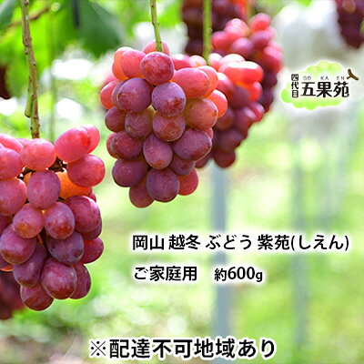 越冬 ぶどう ご家庭用 紫苑 （しえん）約600g 岡山県産 四代目 五果苑 果物 フルーツ 樹上完熟 平均糖度20度 風味豊か 減農薬 果汁たっぷり 　お届け：2025年11月下旬～2026年4月下旬
