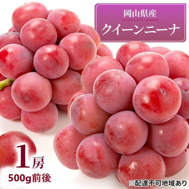 ぶどう 2026年 先行予約 クイーンニーナ 1房 500g前後 ブドウ 葡萄 岡山県産 国産 フルーツ 果物 ギフト 濃厚 甘み 後味が良い 大粒 糖度20度 デザート 　お届け：2026年9月上旬～2026年9月下旬