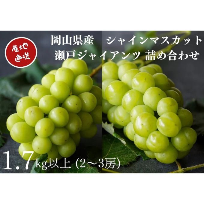 厳選 シャインマスカット・瀬戸ジャイアンツ 2～3房 合計1.7kg以上 詰合せ 産地直送 朝採れ ぶどう 葡萄 Kawahara Green Farm 岡山県産2026年 果物 フルーツ 岡山のブドウ デザート 食べ物 国産 日本産 　お届け：2026年9月11日～2026年10月20日