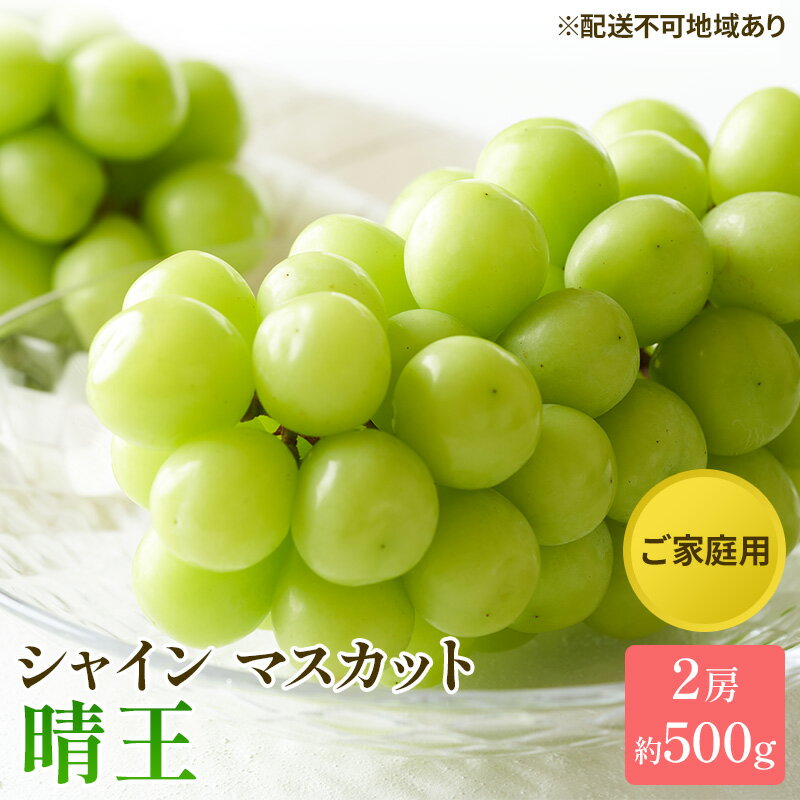ぶどう 2025年 先行予約 ご家庭用 シャイン マスカット 晴王 約500g×2房 ブドウ 葡萄 岡山県産 国産 フルーツ 果物 太陽 美しい 外観 大粒 高糖度 種なし 皮ごと 弾力 食感 美味しい 　お届け：2025年8月下旬～2025年11月下旬