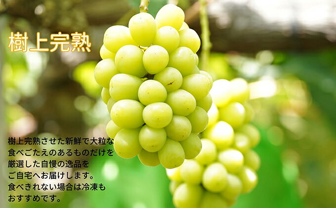 【ふるさと納税】厳選 シャインマスカット・ニューピオーネ 2房 合計1.0kg以上 詰合せ 産地直送 朝採れ ぶどう 葡萄 Kawahara Green Farm 岡山県産 2026年 果物 フルーツ 人気 甘い セット 　お届け：2026年8月25日～2026年9月30日 サムネイル3