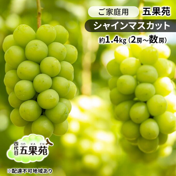 ぶどう 2026年 先行予約 ご家庭用 シャインマスカット 約1.4kg（2房～数房） ぶどう フルーツ 果物 岡山 五果苑 減農薬 甘い 美味しい 人気 種なし 皮ごと デザート おもてなし 　お届け：2026年9月中旬～2026年10月下旬
