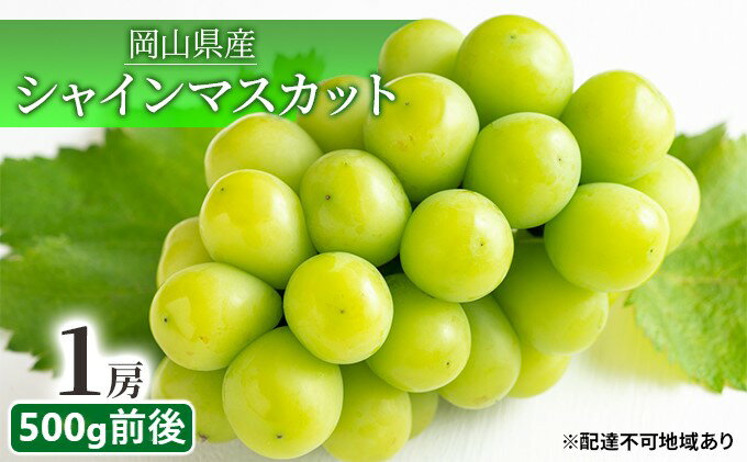 【ふるさと納税】ぶどう 2025年 先行予約 シャイン マスカット 晴王 1房 500g前後 マスカット ブドウ 葡萄 岡山県産 国産 フルーツ 果物 ギフト 　お届け：2025年9月中旬～2026年1月上旬 サムネイル2