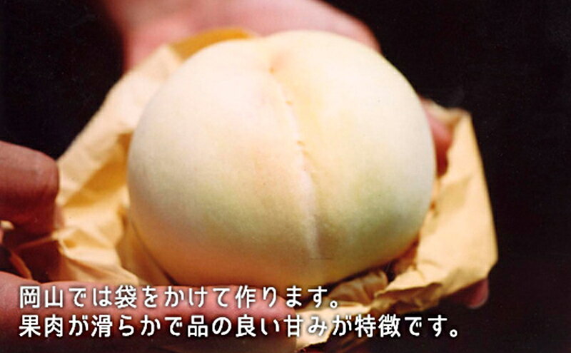 【ふるさと納税】桃 ぶどう 2026年 先行予約 果物 詰合せ 白桃 晩生種 2玉 ニュー ピオーネ 1房 合計約1.0kg もも 葡萄 岡山県産 国産 フルーツ 果物 ギフト　お届け：2026年8月下旬～2026年9月中旬 サムネイル3