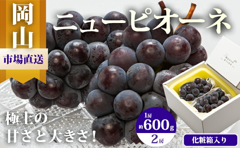 【ふるさと納税】ぶどう 2026年 先行予約 ニュー ピオーネ 2房（1房600g以上）化粧箱入り ブドウ 葡萄 岡山県産 国産 フルーツ 果物 ギフト 　お届け：2026年8月下旬～2026年10月上旬 サムネイル2