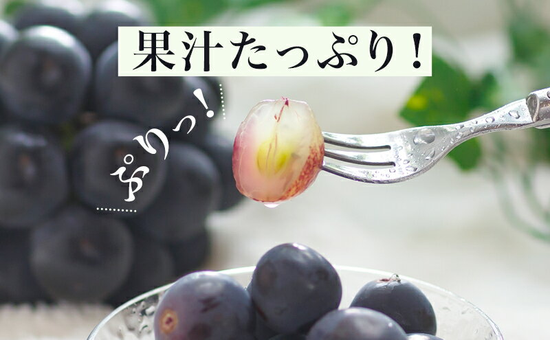 【ふるさと納税】ぶどう 2026年 先行予約 ニュー ピオーネ 2房（1房600g以上）化粧箱入り ブドウ 葡萄 岡山県産 国産 フルーツ 果物 ギフト 　お届け：2026年8月下旬～2026年10月上旬 サムネイル3
