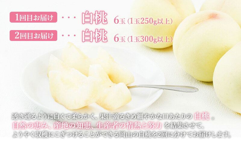 【ふるさと納税】桃 定期便 2026年 先行予約 晴れの国 岡山 の 白桃 ×2回 お届け 1回目 白桃 6玉（1玉250g以上）／2回目 白桃 6玉（1玉300g以上） 化粧箱入り もも モモ 岡山産 国産 フルーツ 果物 ギフト 　お届け：2026年7月上旬～2026年8月上旬 サムネイル3