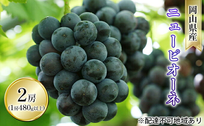 【ふるさと納税】ぶどう 2026年 先行予約 ニュー ピオーネ 2房（1房 480g以上 露地栽培） ブドウ 葡萄 岡山県産 国産 フルーツ 果物 ギフト 　お届け：2026年9月上旬～2026年10月中旬 サムネイル2