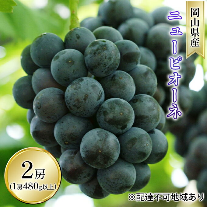 ぶどう 2026年 先行予約 ニュー ピオーネ 2房（1房 480g以上 露地栽培） ブドウ 葡萄 岡山県産 国産 フルーツ 果物 ギフト 　お届け：2026年9月上旬～2026年10月中旬