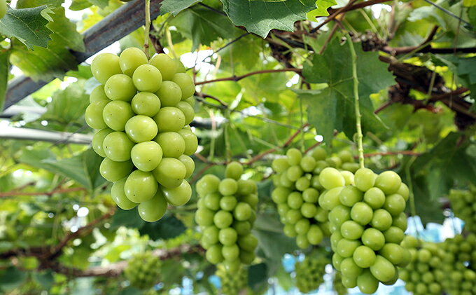 【ふるさと納税】ぶどう 2026年 先行予約 葡萄 味比べ三昧 シャイン マスカット 晴王 1房 580g以上 ニュー ピオーネ 1房 580g以上（露地栽培）詰合せ ブドウ 葡萄 岡山県産 国産 フルーツ 果物 ギフト 　お届け：2026年9月上旬～2026年10月中旬 サムネイル3