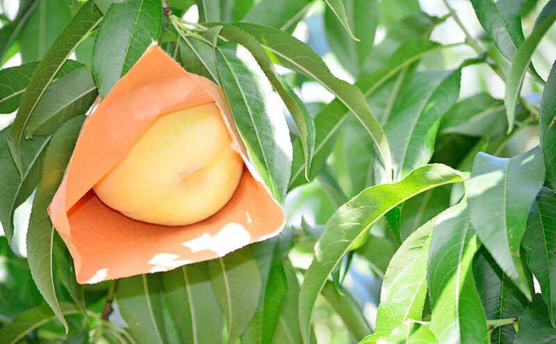 【ふるさと納税】桃 2026年 先行予約 白桃 等級: ロイヤル 糖度12.0度以上 6玉入り 合計1.2kg前後 もも モモ 岡山県産 国産 フルーツ 果物 ギフト 　お届け：2026年7月上旬～2026年8月中旬 サムネイル3