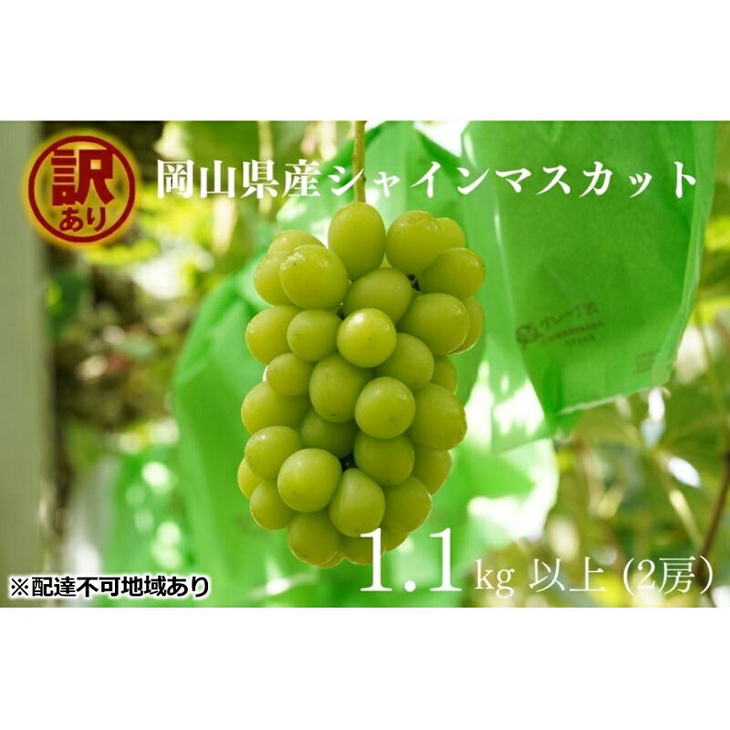 訳あり シャインマスカット 2房 合計1.1kg以上 産地直送 朝採れ ぶどう 葡萄 シャイン マスカット 岡山 Kawahara Green Farm 岡山県産 2026年 　お届け：2026年9月1日～2026年10月31日